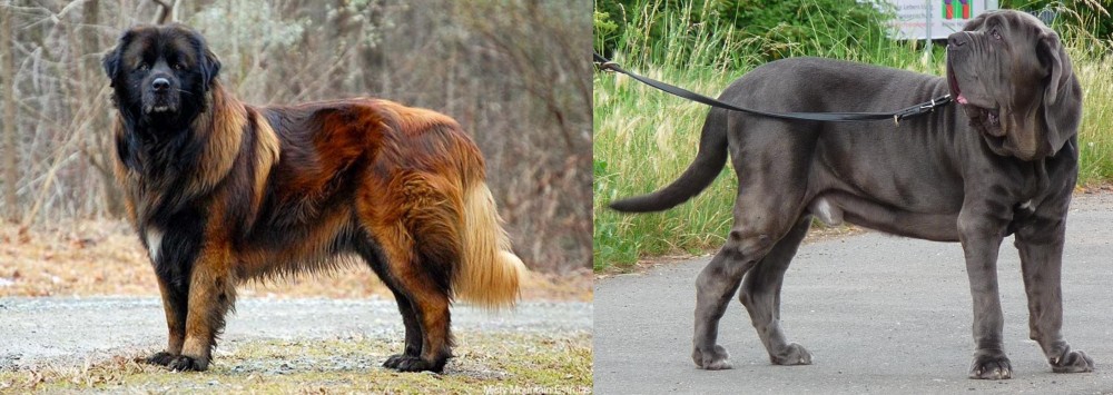 Neapolitan Mastiff vs Estrela Mountain Dog - Breed Comparison