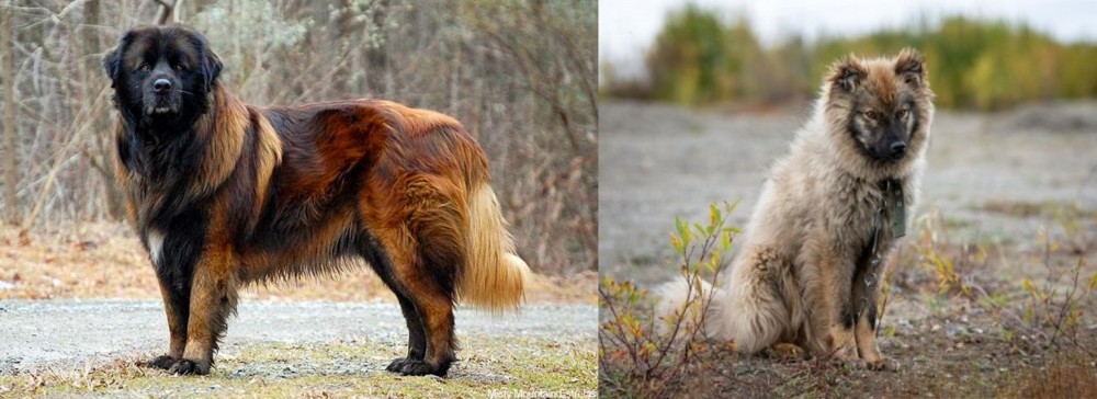 Nenets Herding Laika vs Estrela Mountain Dog - Breed Comparison