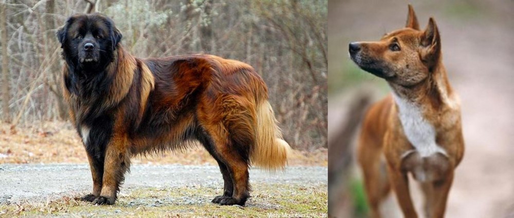 New Guinea Singing Dog vs Estrela Mountain Dog - Breed Comparison