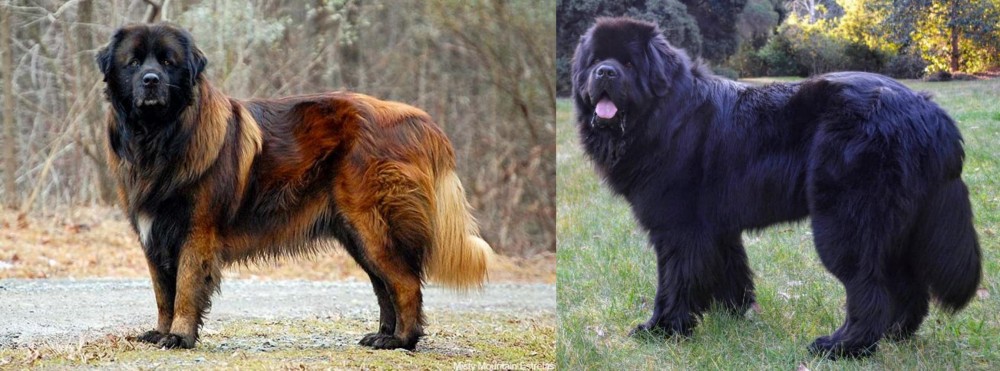 Newfoundland Dog vs Estrela Mountain Dog - Breed Comparison