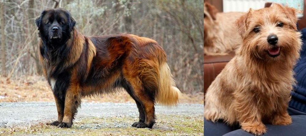 Norfolk Terrier vs Estrela Mountain Dog - Breed Comparison