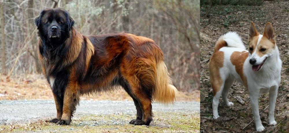 Norrbottenspets vs Estrela Mountain Dog - Breed Comparison