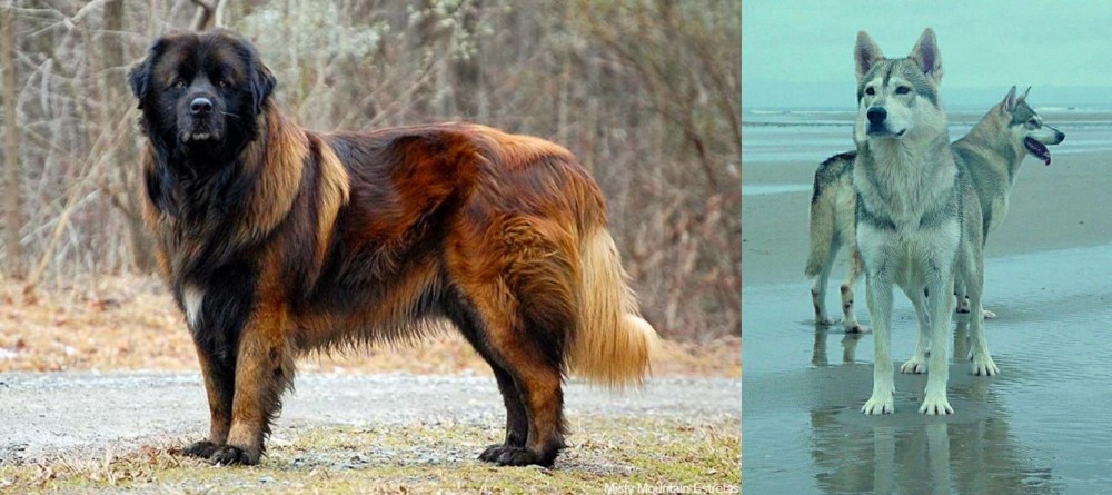 Northern Inuit Dog vs Estrela Mountain Dog - Breed Comparison