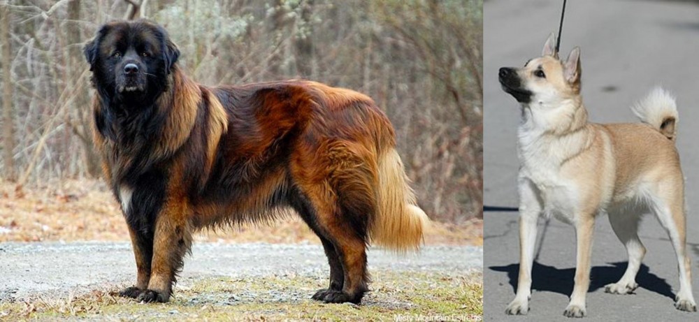 Norwegian Buhund vs Estrela Mountain Dog - Breed Comparison