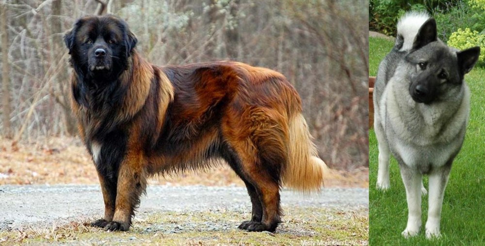 Norwegian Elkhound vs Estrela Mountain Dog - Breed Comparison