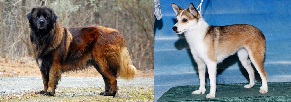 Norwegian Lundehund vs Estrela Mountain Dog - Breed Comparison