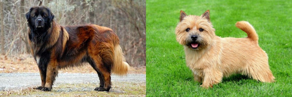 Norwich Terrier vs Estrela Mountain Dog - Breed Comparison