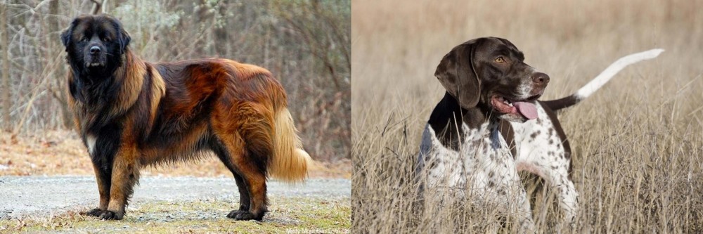 Old Danish Pointer vs Estrela Mountain Dog - Breed Comparison