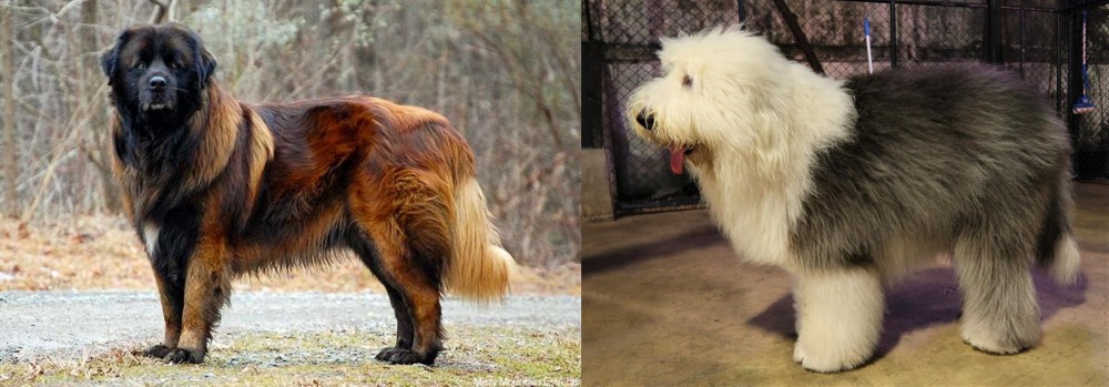 Old English Sheepdog vs Estrela Mountain Dog - Breed Comparison