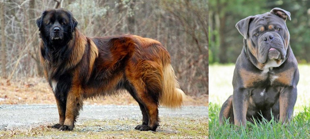 Olde English Bulldogge vs Estrela Mountain Dog - Breed Comparison