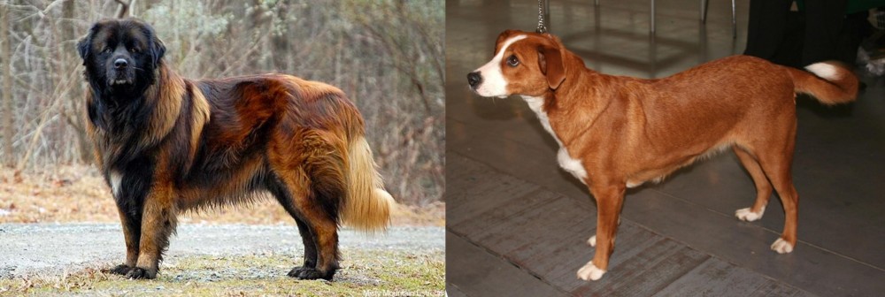 Osterreichischer Kurzhaariger Pinscher vs Estrela Mountain Dog - Breed Comparison