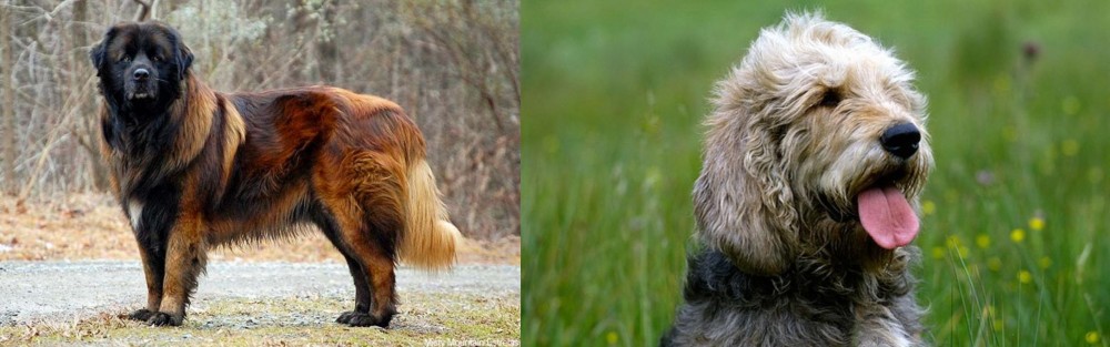Otterhound vs Estrela Mountain Dog - Breed Comparison