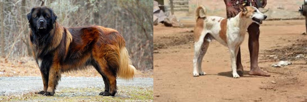 Pandikona vs Estrela Mountain Dog - Breed Comparison