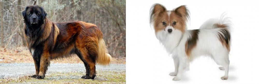 Papillon vs Estrela Mountain Dog - Breed Comparison