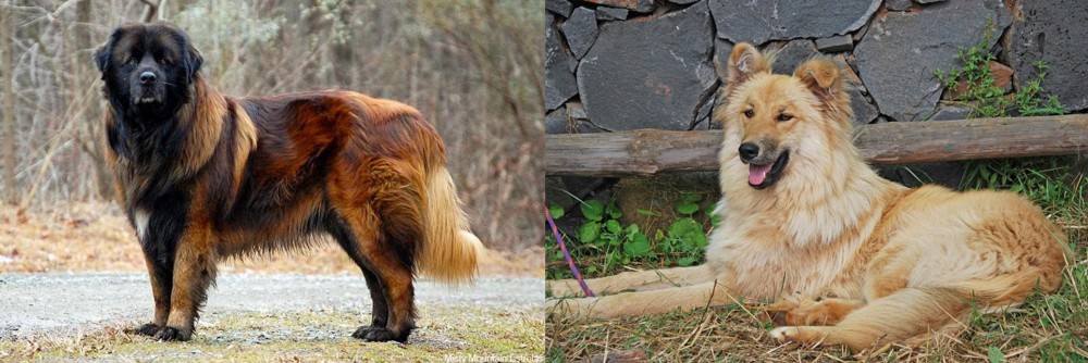 Pastor Garafiano vs Estrela Mountain Dog - Breed Comparison