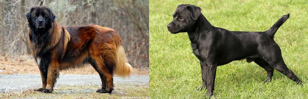 Patterdale Terrier vs Estrela Mountain Dog - Breed Comparison