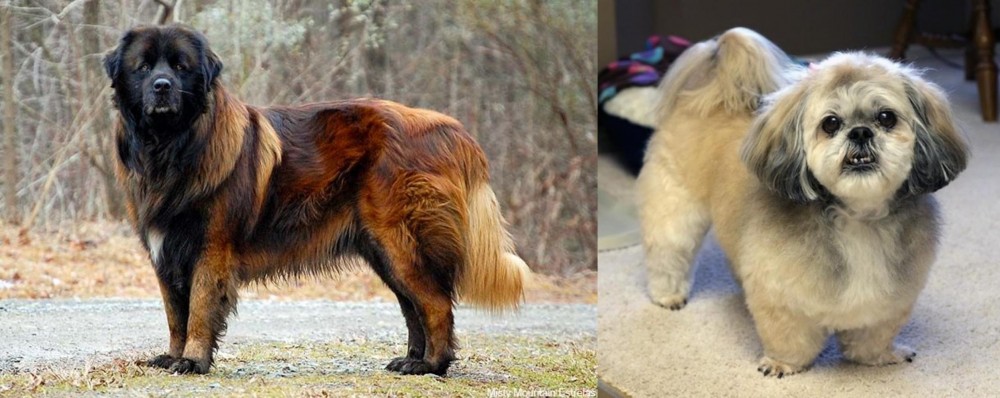 PekePoo vs Estrela Mountain Dog - Breed Comparison