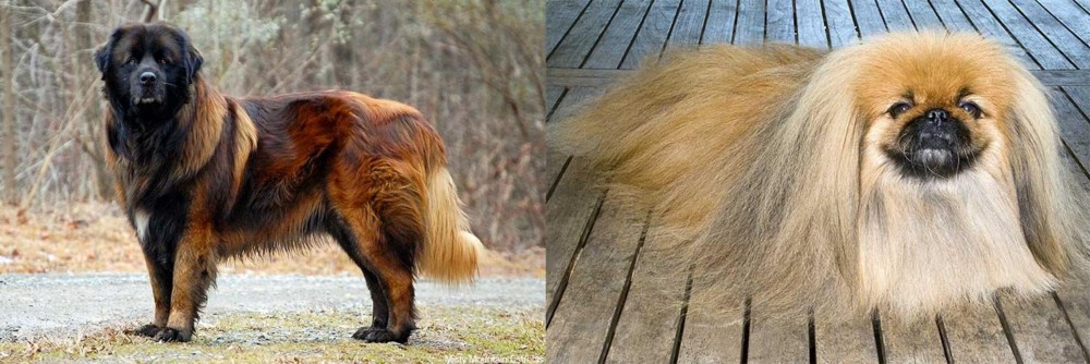 Pekingese vs Estrela Mountain Dog - Breed Comparison