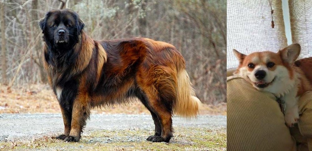 Pembroke Welsh Corgi vs Estrela Mountain Dog - Breed Comparison