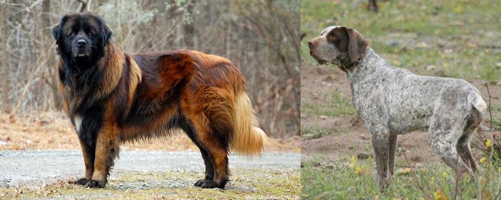 Perdiguero de Burgos vs Estrela Mountain Dog - Breed Comparison