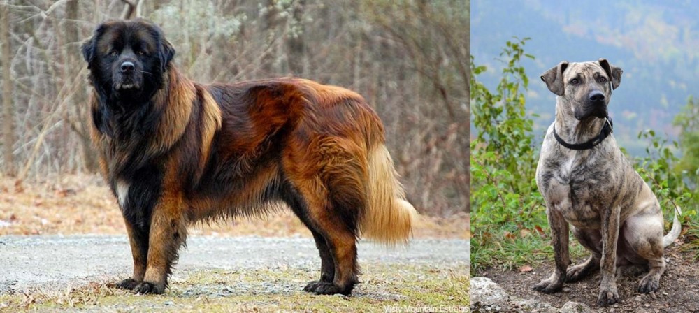 Perro Cimarron vs Estrela Mountain Dog - Breed Comparison