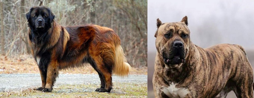 Perro de Presa Canario vs Estrela Mountain Dog - Breed Comparison