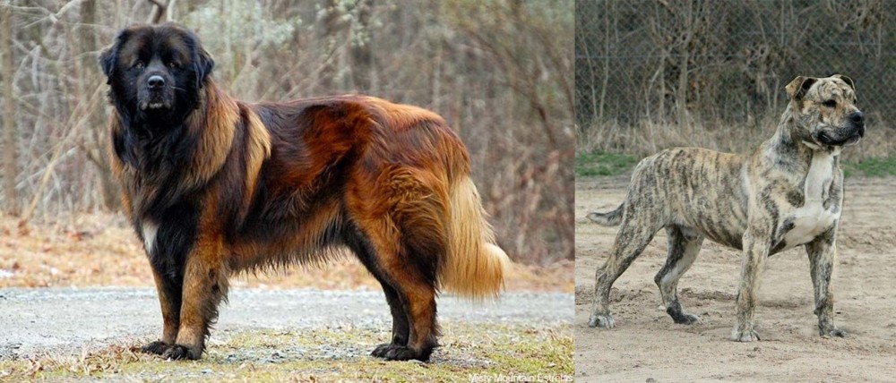 Perro de Presa Mallorquin vs Estrela Mountain Dog - Breed Comparison