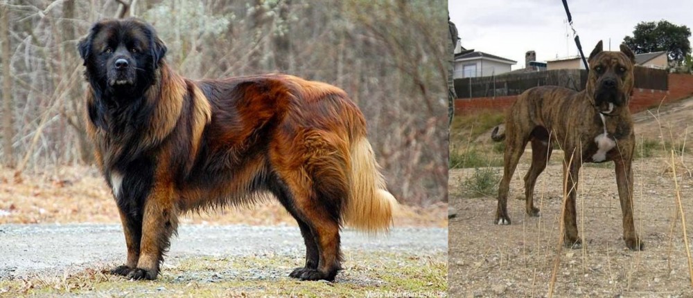 Perro de Toro vs Estrela Mountain Dog - Breed Comparison