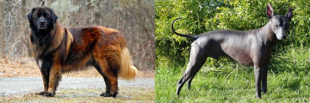 Peruvian Hairless vs Estrela Mountain Dog - Breed Comparison