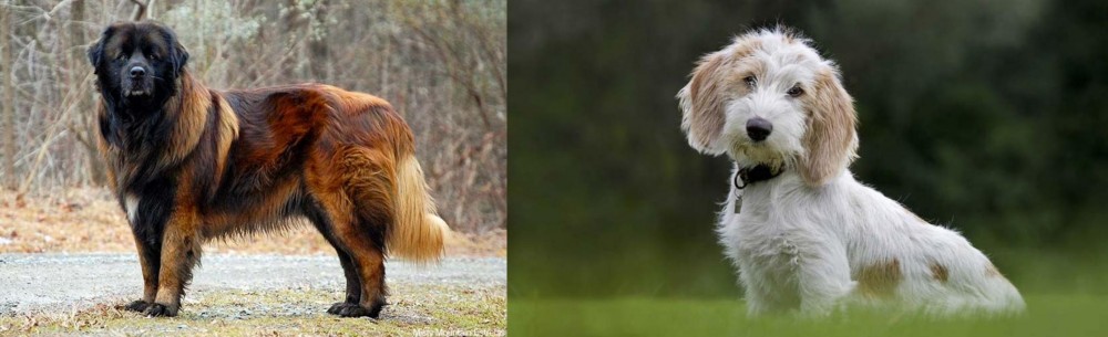 Petit Basset Griffon Vendeen vs Estrela Mountain Dog - Breed Comparison