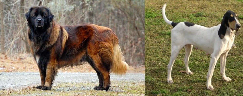 Petit Gascon Saintongeois vs Estrela Mountain Dog - Breed Comparison