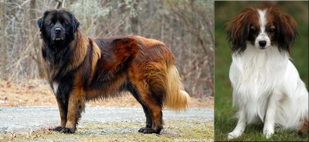 Phalene vs Estrela Mountain Dog - Breed Comparison