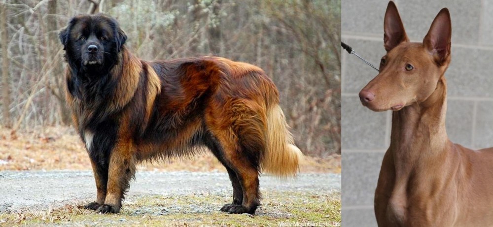 Pharaoh Hound vs Estrela Mountain Dog - Breed Comparison