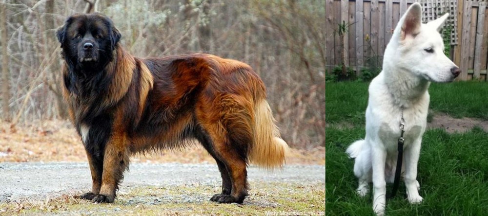 Phung San vs Estrela Mountain Dog - Breed Comparison
