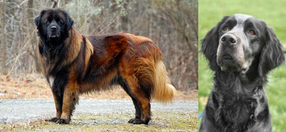 Picardy Spaniel vs Estrela Mountain Dog - Breed Comparison