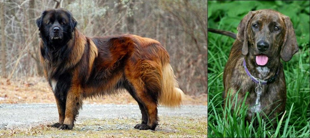 Plott Hound vs Estrela Mountain Dog - Breed Comparison