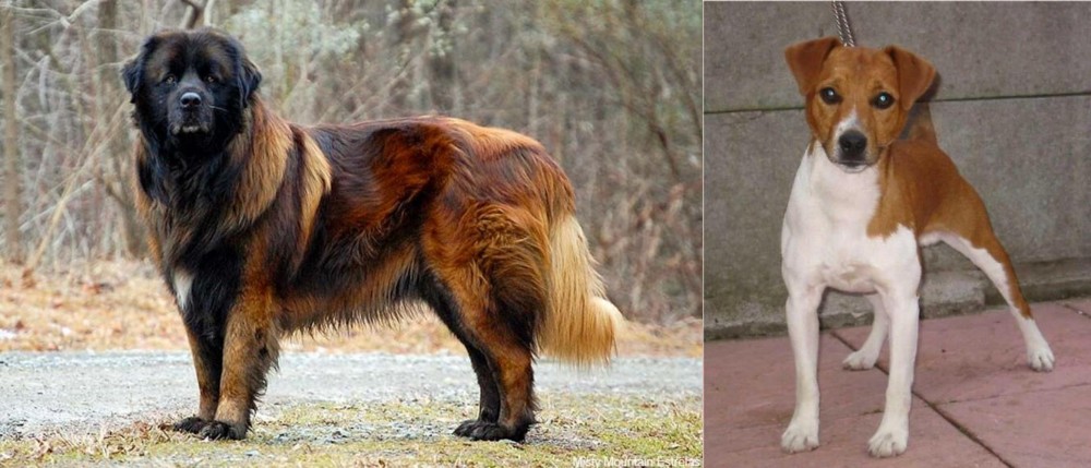 Plummer Terrier vs Estrela Mountain Dog - Breed Comparison