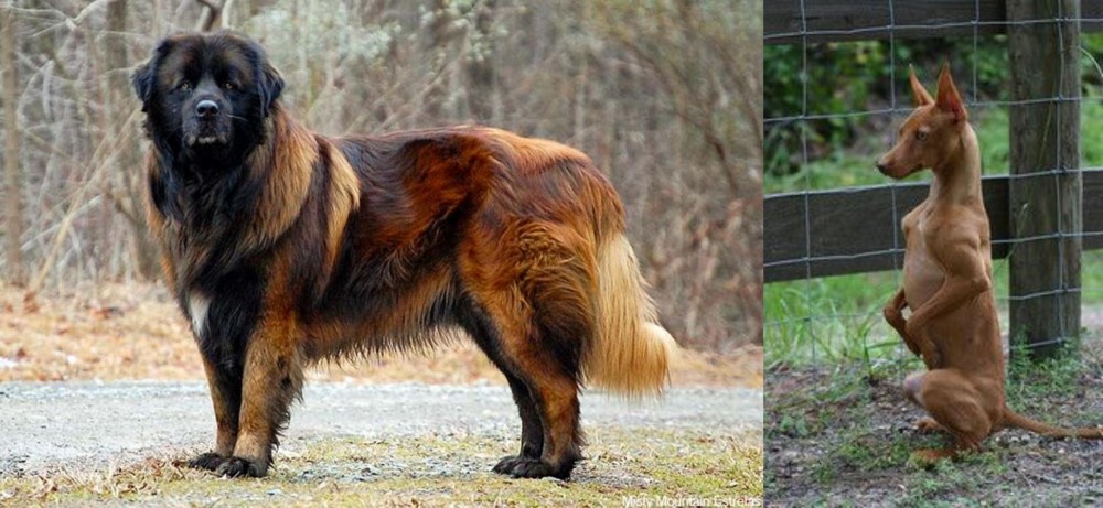 Podenco Andaluz vs Estrela Mountain Dog - Breed Comparison