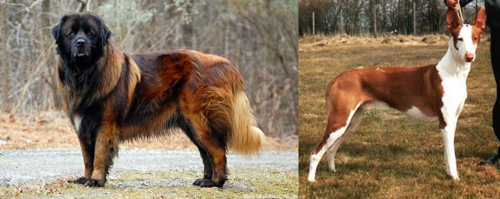 Podenco Canario vs Estrela Mountain Dog - Breed Comparison