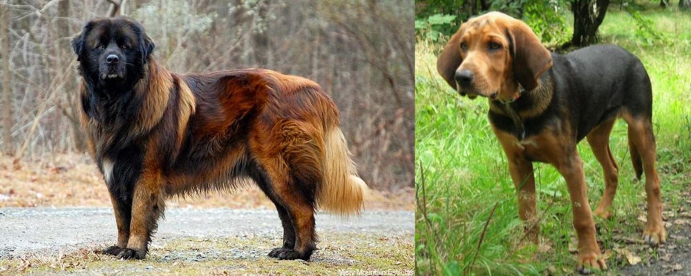 Polish Hound vs Estrela Mountain Dog - Breed Comparison