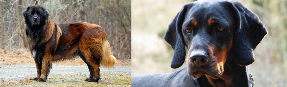 Polish Hunting Dog vs Estrela Mountain Dog - Breed Comparison
