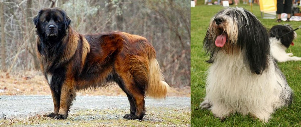 Polish Lowland Sheepdog vs Estrela Mountain Dog - Breed Comparison
