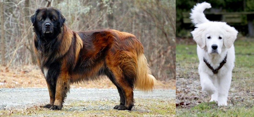 Polish Tatra Sheepdog vs Estrela Mountain Dog - Breed Comparison