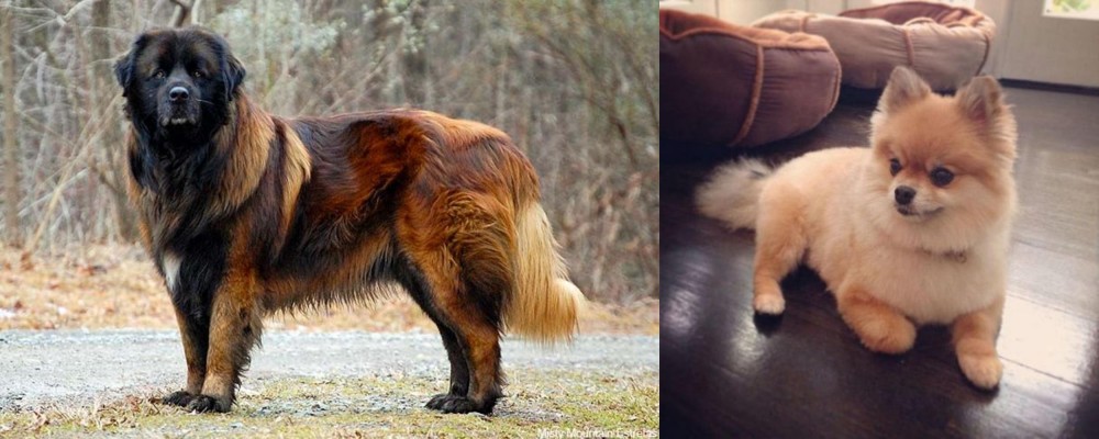 Pomeranian vs Estrela Mountain Dog - Breed Comparison