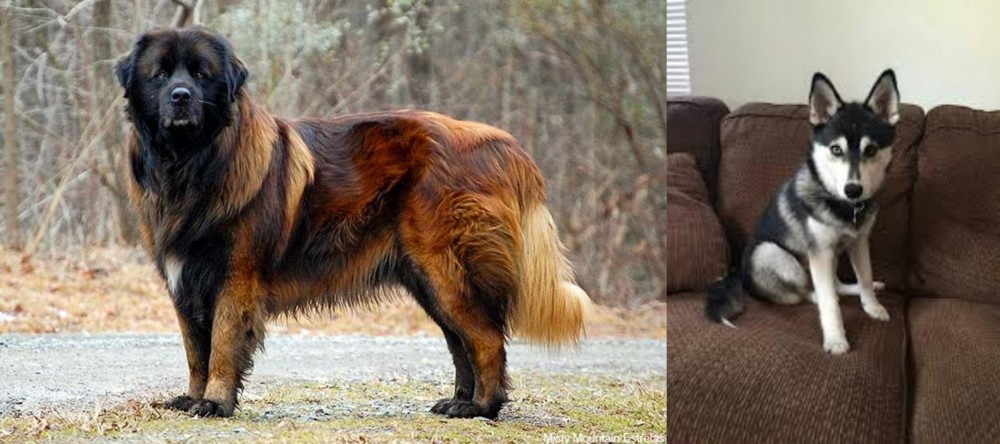 Pomsky vs Estrela Mountain Dog - Breed Comparison