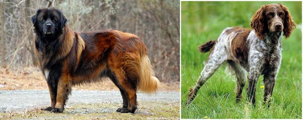 Pont-Audemer Spaniel vs Estrela Mountain Dog - Breed Comparison