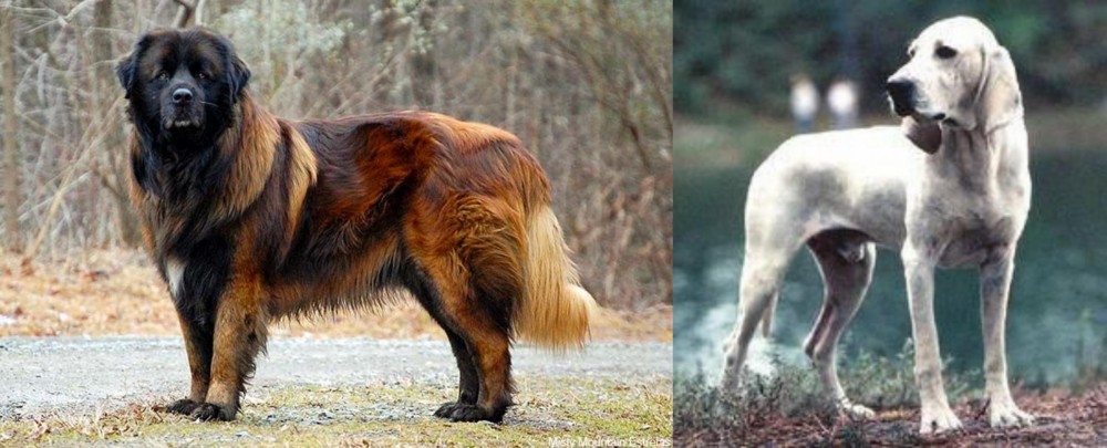 Porcelaine vs Estrela Mountain Dog - Breed Comparison