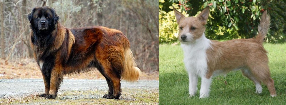 Portuguese Podengo vs Estrela Mountain Dog - Breed Comparison