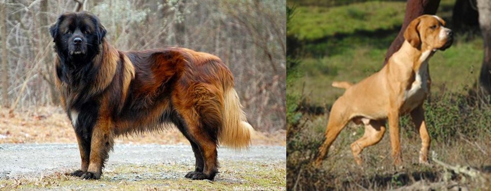 Portuguese Pointer vs Estrela Mountain Dog - Breed Comparison