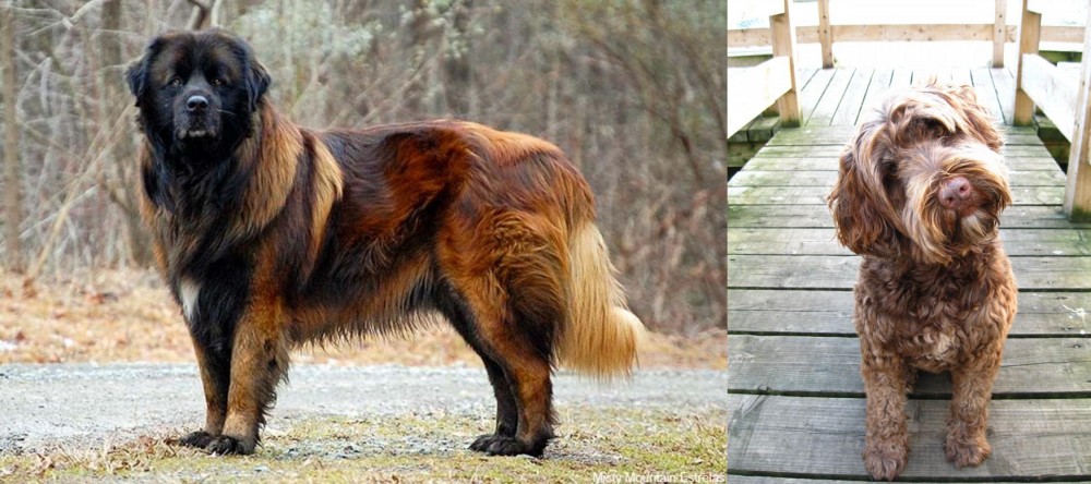 Portuguese Water Dog vs Estrela Mountain Dog - Breed Comparison